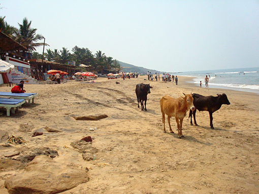 vache plage goa