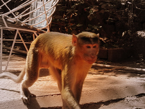 matheran