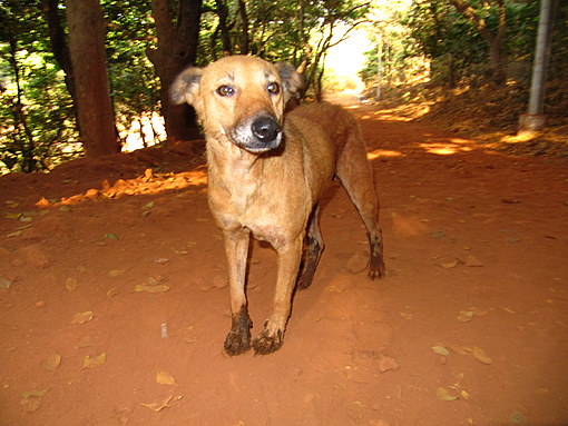 matheran