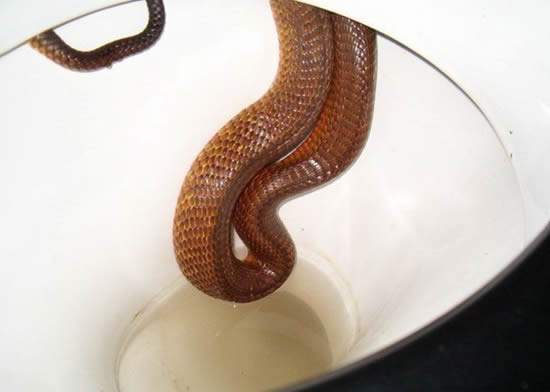 serpent toilette