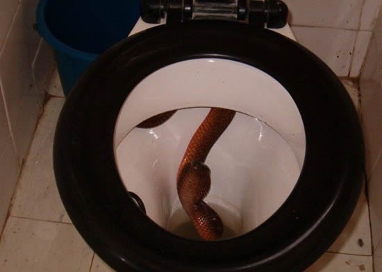 serpent toilette