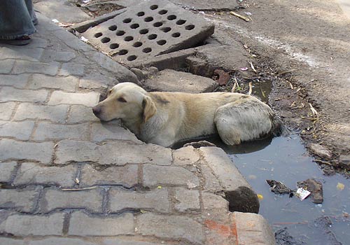 Un chien qui a trop chaud