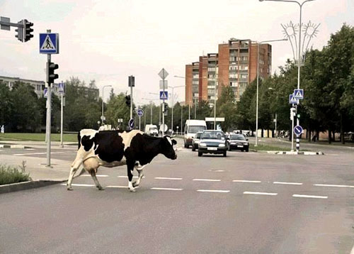 Une vache dans la rue... en france !