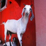 Visite à Agra, Safari à Jhansi et temple de Kajuraho 561528045_931d7265f5