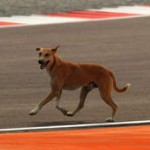 media l 991785 150x150 La Formule 1 en Inde   une vraie réussite